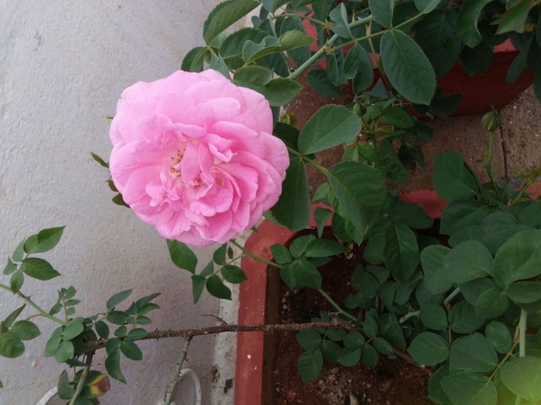 the flowering