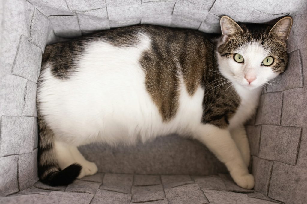 Cute fat domestic cat lying down in cozy gray felt basket, fall or winter season. Place for sleep